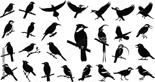 Bird silhouettes, perched and flying poses, forest wildlife vector illustration, ornithology design, nature clipart, avian art, decorative animal graphics