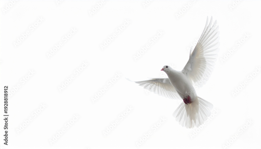 Obraz premium White dove in flight with outstretched wings isolated on white background, serene peacefulness, gentle motion captured