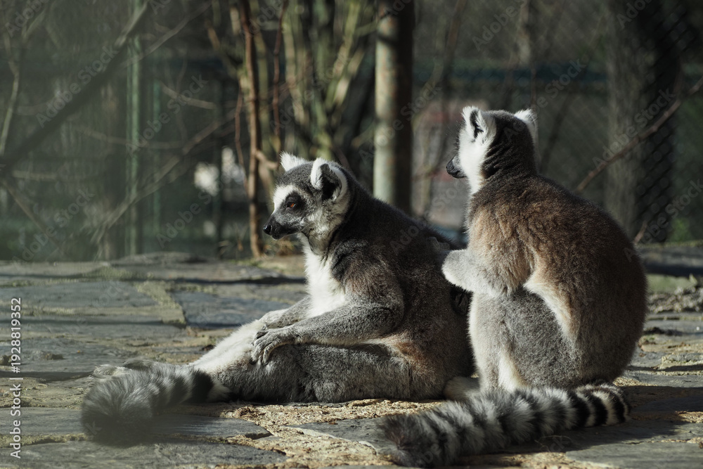 Obraz premium Two lemurs sitting on stones in a zoo during the day