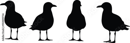Bird silhouettes standing upright in profile, seabird variations vector illustration, abstract ornithology and coastal wildlife design concept