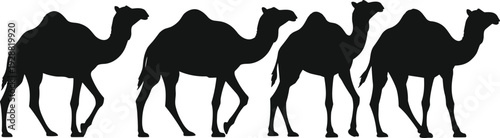 Camel vector illustration, black silhouette of Bactrian camels walking in line, desert wildlife animal design, nature outdoor art