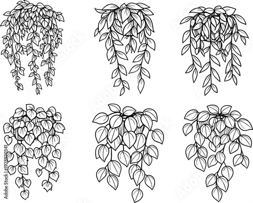 Hanging plants vector illustration, cascading leaves artwork, botanical foliage design, indoor greenery silhouette, decorative houseplant nature clipart