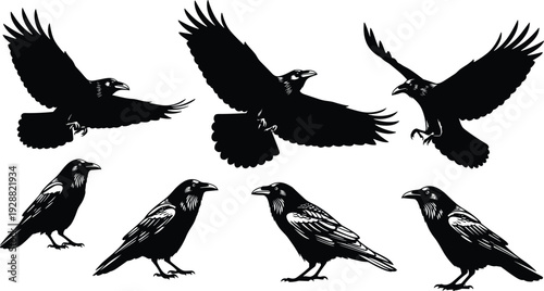 Raven silhouettes, flying and standing bird poses, black crow vector illustration, mythological symbol design, forest wildlife art, ornithology clipart