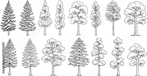 Tree silhouettes in diverse species and shapes, botanical plant illustration collection, forest nature vector artwork design elements