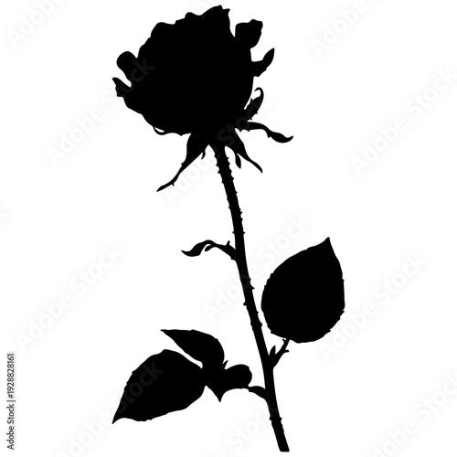 Slika na platnu Black silhouette of a long-stemmed rose with sharp thorns and leaves, isolated on white