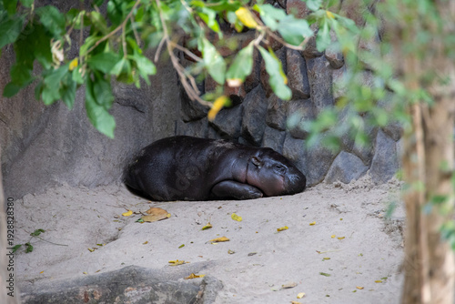 Young Pygmy Hippopotamus in Enclosure Moo Deng hippo
