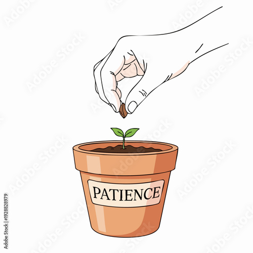 Patience Plant Seedling Growing In Pot.