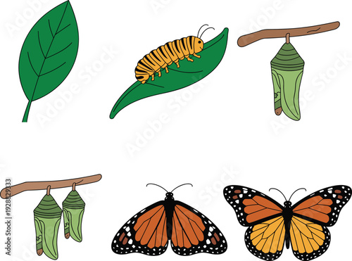 Butterfly life cycle illustration showing caterpillar, chrysalis transformation and emerging monarch butterflies on green leaves isolated on white background educational vector set