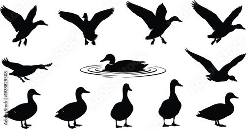 Duck Silhouette Set, Flying Mallard Ducks, Swimming Waterfowl, Bird Hunting Graphics, Pond Wildlife, Standing Goose Vector Illustration for Nature Outdoors Design