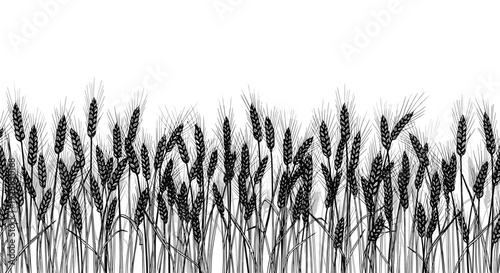 Detailed black silhouette of a dense field of wheat stalks and grains forming a horizontal border on a white background.