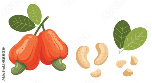 Illustration of two ripe cashew apples hanging from a branch with green leaves alongside separate cashew nuts and seeds.