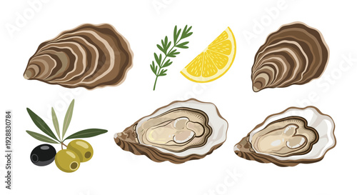 Realistic illustration of fresh oysters in shells accompanied by a lemon wedge, green herb sprig, and bowl of olives on white.