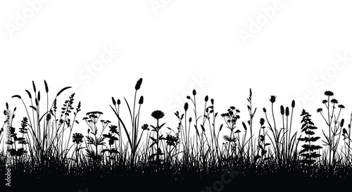 Detailed silhouette of wild meadow grass and field flowers in a horizontal row on a white background for nature border.