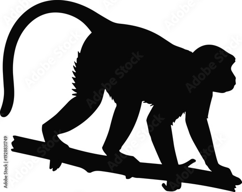 Monkey silhouette walking on tree branch, black vector illustration, arboreal animal artwork, wildlife design, tropical forest nature symbol, movement concept