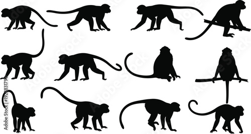 Monkey silhouettes in climbing sitting and walking poses, primate vector illustration design for animal behavior artwork and decorative projects