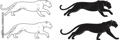 Panther walking silhouettes and outlined poses, fluid stride motion, powerful animal vector illustration comparing filled and outlined design styles