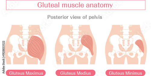 Gluteal muscles anatomy illustration labeled, gluteus maximus medius and minimus medical diagram