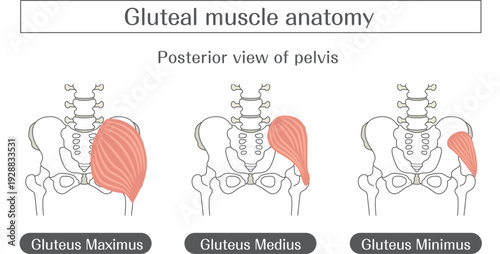 Gluteal muscles anatomy illustration labeled, gluteus maximus medius and minimus medical diagram