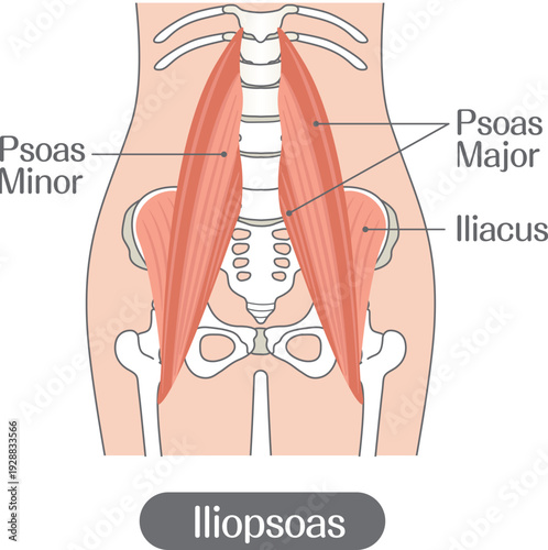 Iliopsoas muscle anatomy illustration labeled, psoas major minor and iliacus muscles medical diagram