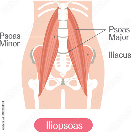 Iliopsoas muscle anatomy illustration labeled, psoas major minor and iliacus muscles medical diagram