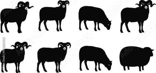 Sheep silhouette vector illustration, grazing and horned ram designs, farm animal posture graphic, black bold style, livestock art set