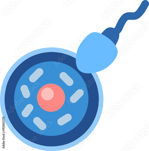Human fertilization icon with blue  sperm cell swimming to pink egg, reproduction and pregnancy medical vector illustration, minimalist line art, bold color