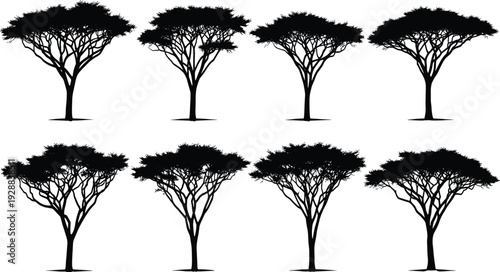 Acacia tree silhouettes set, African savanna safari tree collection, botanical vector illustration of flat top trees for nature landscape design,