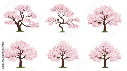 Collection of cherry blossom trees in full bloom from a frontal viewpoint