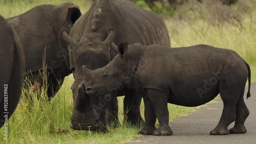 Mother with small baby. Rare Footage closeup portrait of White horn Rhino herd walking breeding in South Africa savannah. Safari national park. Wild exotic nature mammal animals in natural habitat.