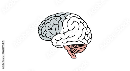 Minimalist Vector Illustration of a Human Brain Highlighting Neural Anatomy and Cognitive Function for Scientific Concepts