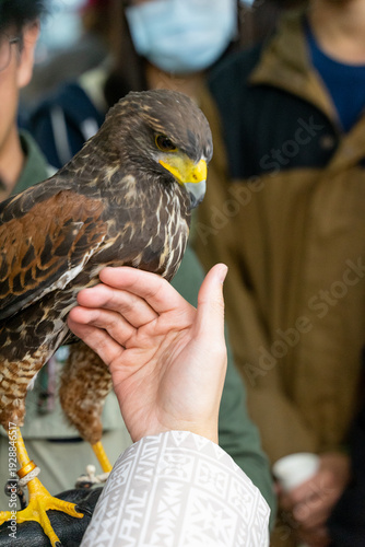 Photos A dynamic photograph capturing a Harris's Hawk perched confidently on its handler’s gloved hand during a falconry interaction