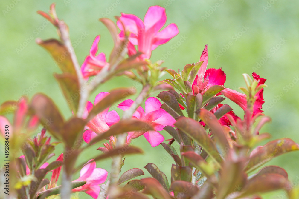 Obraz premium Pink frangipani desert rose (Adenium obesum) flowers blooming in tropical garden, vibrant floral background with copy space
