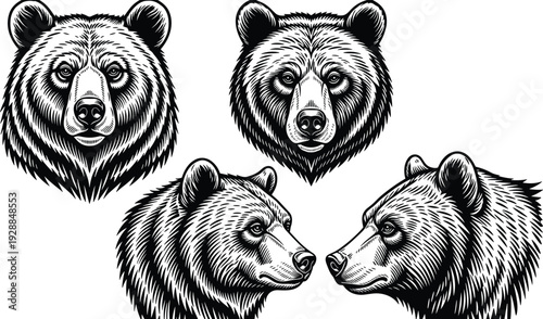 Grizzly bear head vector illustration set in vintage engraving style with detailed fur isolated on white background for wildlife branding