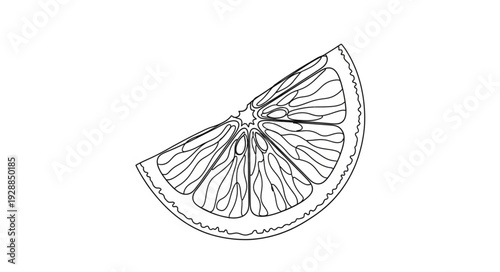 Hand drawn sketch of a single lemon slice isolated on white.