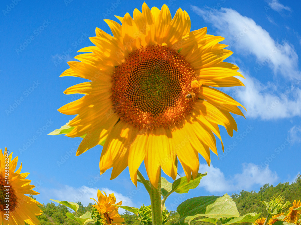 Fototapeta premium Tournesol 