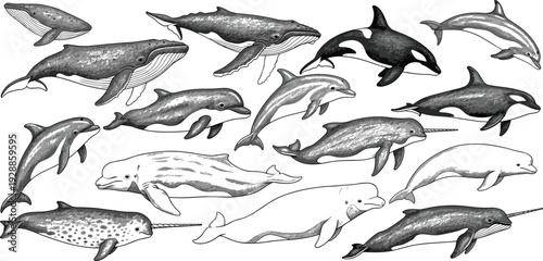 Vector illustration of stylized whales and dolphins in grayscale profiles symbolizing marine wildlife, culture, tradition, and education