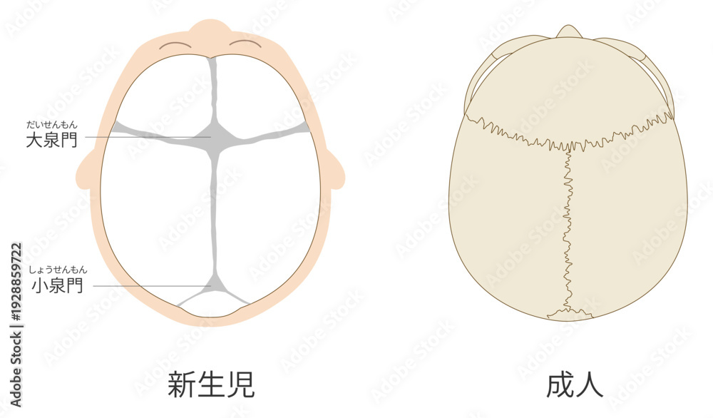 Photography Poster 真上から見た乳児（赤ちゃん）と大人の頭蓋骨の