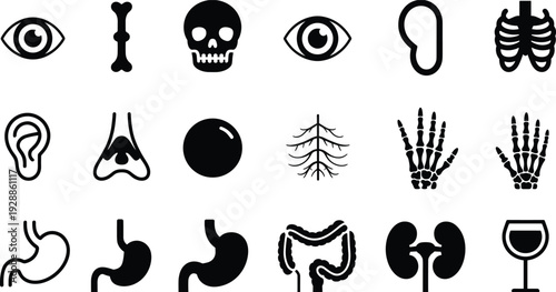 Human anatomy icons, medical body part silhouettes, educational health illustrationls, vector design for healthcare s, medical body part silhouettes, educational health illustration, skel