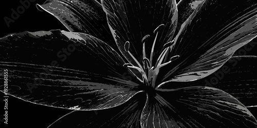Dramatic black and white close up of a lily flower in full bloom