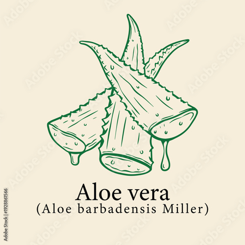 Vintage Style Hand Sketch Aloe Vera Plant Image for Herbal Beauty Products, Soothing Skin Care, and Cosmetic Packaging Labels