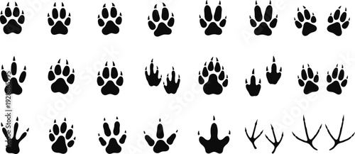 Animal paw and footprint silhouettes collection, canine feline bird reptile amphibian tracks grid, wildlife nature study educational vector illustration