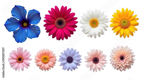 Photos Colorful flowers including blue pink white yellow and peach gerbera daisies on t