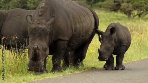 Rare Footage closeup portrait of White horn Rhino herd walking breeding in South Africa savannah. Mother with small baby. Safari national park. Wild exotic nature mammal animals in natural habitat.