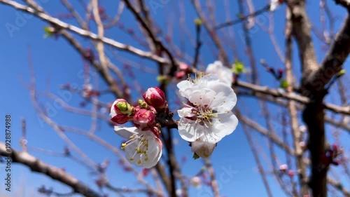 Prunus mume or the apricot blossom