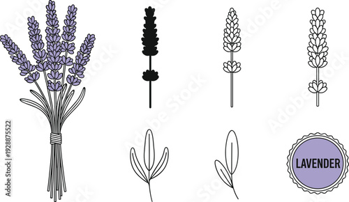 Lavender Flower and Botanical Vector Illustration Set with Purple Floral Bouquets Lavender Sprigs Silhouette Outlines and Decorative Organic Badge