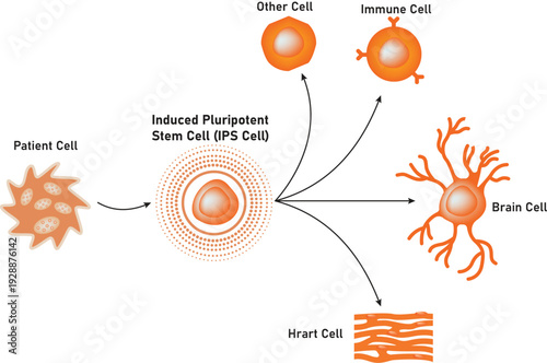 Induced Pluripotent Stem Cell (IPS Cell) Science Design Vector Illustration Diagram