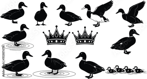 Duck Silhouette Collection with Crowns and Ducklings Isolated on White Background Wildlife Vector Illustration Set
