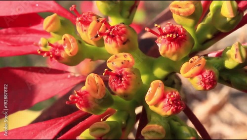Small insects is extracting nector for the Cyathium of Poinsettia (Euphorbia pulcherrima)