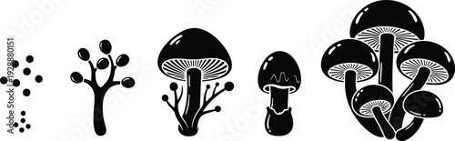 Mushroom life cycle illustration, spores, germination, mycelium, primordia, immature mushroom, mature fungi, biology diagram, mycology vector, educational science artwork