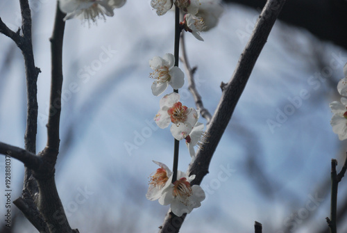 梅の華